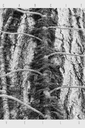 Scarcity - Aveilut (LP) Seasonal Sale